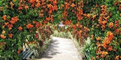 Orlovi nokti: sadnja i njega na otvorenom polju